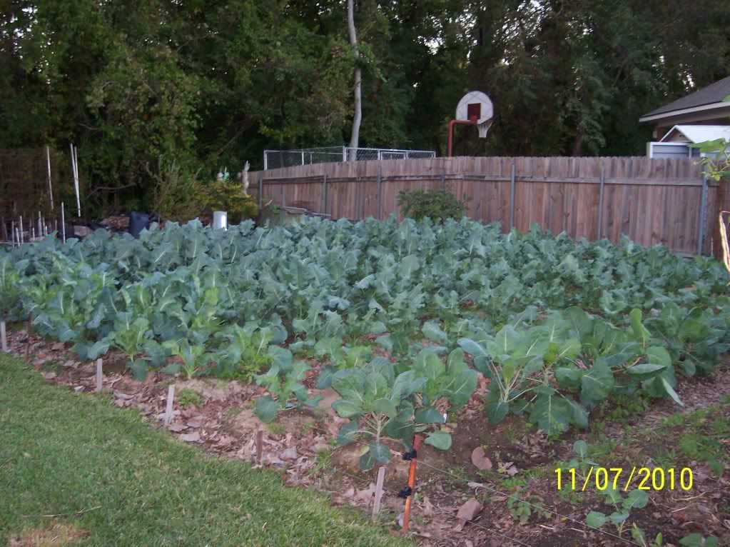 Broccoli, Cauliflower & Brussels Sprouts